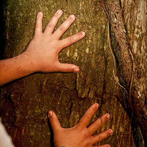REGENERA | Novos ciclos ganham forma quando as condições estão presentes. Regenera nasce do encontro entre a experiência de transformação humana e organizacional e os aprendizados dos sistemas vivos.