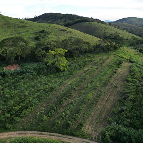 Agrofloresta Itapema | Regenera | Saulo Di Pizzo Regenera | A Agrofloresta Itapema nasceu do desejo de regenerar